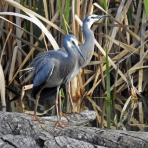 Egretta novaehollandiae at Fyshwick, ACT - 7 Sep 2018