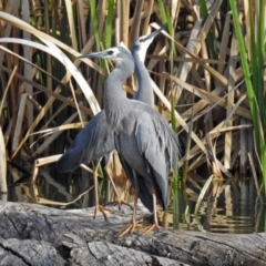 Egretta novaehollandiae at Fyshwick, ACT - 7 Sep 2018 03:16 PM