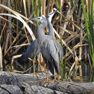 Egretta novaehollandiae at Fyshwick, ACT - 7 Sep 2018