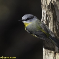 Eopsaltria australis at Paddys River, ACT - 1 Sep 2018 12:32 PM