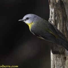 Eopsaltria australis at Paddys River, ACT - 1 Sep 2018 12:32 PM