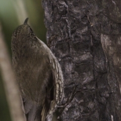 Cormobates leucophaea at Paddys River, ACT - 1 Sep 2018 12:31 PM