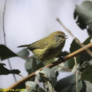 Acanthiza lineata at Paddys River, ACT - 1 Sep 2018