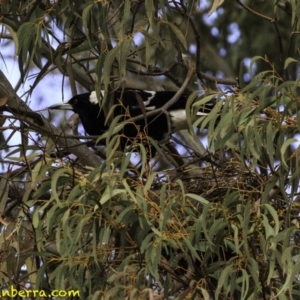 Gymnorhina tibicen at Hughes, ACT - 2 Sep 2018