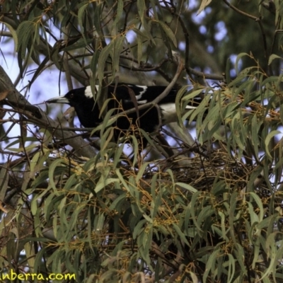 Gymnorhina tibicen (Australian Magpie) at Hughes, ACT - 1 Sep 2018 by BIrdsinCanberra