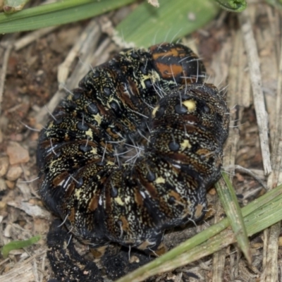 Apina callisto (Pasture Day Moth) at The Pinnacle - 8 Sep 2018 by Alison Milton