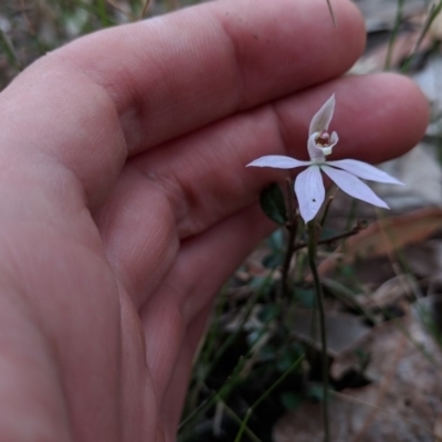 Caladenia sp. (A Caladenia) at Termeil State Forest - 2 Sep 2018 by NickWilson