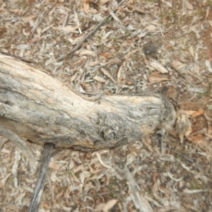 Papyrius nitidus at Red Hill, ACT - suppressed