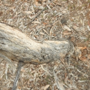 Papyrius nitidus at Red Hill, ACT - 8 Sep 2018