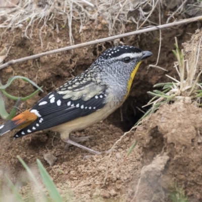 Pardalotus punctatus (Spotted Pardalote) at Hawker, ACT - 8 Sep 2018 by AlisonMilton