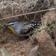 Pardalotus punctatus at Hawker, ACT - 8 Sep 2018