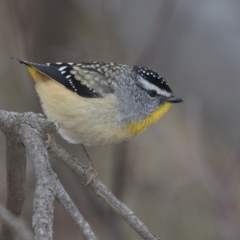 Pardalotus punctatus at Hawker, ACT - 8 Sep 2018