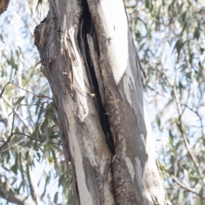 Apis mellifera at Hawker, ACT - 8 Sep 2018