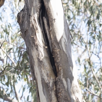 Apis mellifera (European honey bee) at Hawker, ACT - 8 Sep 2018 by AlisonMilton