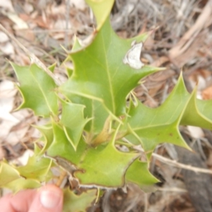 Ilex aquifolium at Red Hill, ACT - 8 Sep 2018