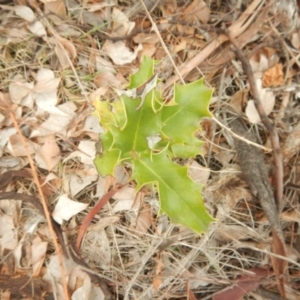 Ilex aquifolium at Red Hill, ACT - 8 Sep 2018