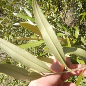 Olea europaea subsp. cuspidata at Deakin, ACT - 8 Sep 2018