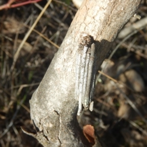 Clania lewinii & similar Casemoths at Deakin, ACT - 8 Sep 2018