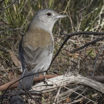 Colluricincla harmonica (Grey Shrikethrush) at Hawker, ACT - 8 Sep 2018 by Alison Milton