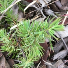 Juniperus communis (Juniper) at Hughes, ACT - 8 Sep 2018 by KL