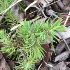 Juniperus communis (Juniper) at Hughes, ACT - 7 Sep 2018 by KL