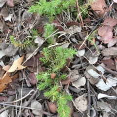 Juniperus communis at Hughes, ACT - 8 Sep 2018