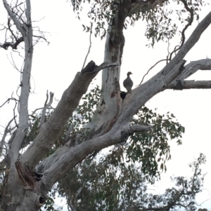 Chenonetta jubata at Deakin, ACT - 8 Sep 2018 08:38 AM