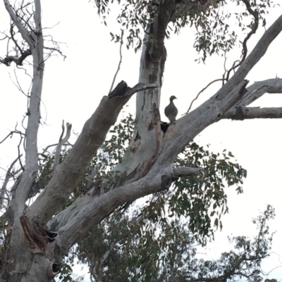 Chenonetta jubata (Australian Wood Duck) at Deakin, ACT - 7 Sep 2018 by KL