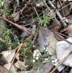 Cryptandra amara (Bitter Cryptandra) at Hughes, ACT - 19 Aug 2018 by KL