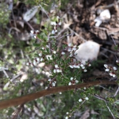 Cryptandra amara at Hughes, ACT - 19 Aug 2018 12:53 PM