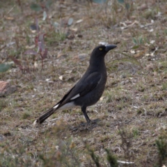 Strepera graculina (Pied Currawong) at Kambah, ACT - 8 Sep 2018 by MatthewFrawley