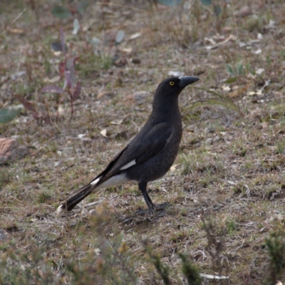 Strepera graculina (Pied Currawong) at Mount Taylor - 8 Sep 2018 by MatthewFrawley