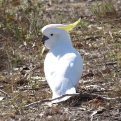 Cacatua galerita (Sulphur-crested Cockatoo) at Mount Taylor - 8 Sep 2018 by MatthewFrawley