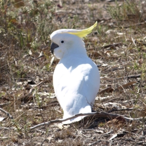 Cacatua galerita at Kambah, ACT - 8 Sep 2018 01:44 PM