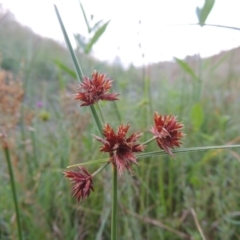 Cyperus lhotskyanus (A Sedge) at Tennent, ACT - 18 Feb 2015 by MichaelBedingfield