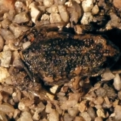 Uperoleia laevigata (Smooth Toadlet) at Tidbinbilla Nature Reserve - 7 Nov 2010 by galah681