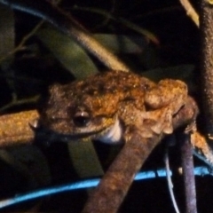 Litoria peronii (Peron's Tree Frog, Emerald Spotted Tree Frog) at Paddys River, ACT - 7 Nov 2010 by galah681