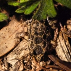 Limnodynastes tasmaniensis (Spotted Grass Frog) at Tidbinbilla Nature Reserve - 7 Nov 2010 by galah681