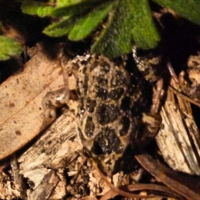 Limnodynastes tasmaniensis (Spotted Grass Frog) at Tidbinbilla Nature Reserve - 7 Nov 2010 by galah681