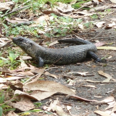 Egernia cunninghami (Cunningham's Skink) at Paddys River, ACT - 1 Dec 2012 by galah681