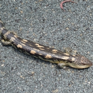 Tiliqua nigrolutea at Paddys River, ACT - 30 Oct 2011 12:28 PM