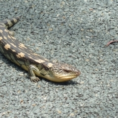 Tiliqua nigrolutea at Paddys River, ACT - 30 Oct 2011 12:28 PM