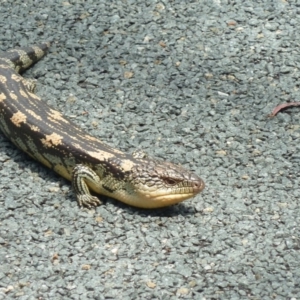 Tiliqua nigrolutea at Paddys River, ACT - 30 Oct 2011 12:28 PM