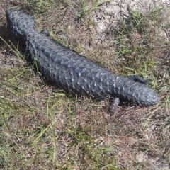 Tiliqua rugosa (Shingleback Lizard) at Gungahlin, ACT - 30 Oct 2014 by galah681