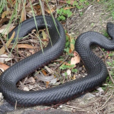 Pseudechis porphyriacus (Red-bellied Black Snake) at Tidbinbilla Nature Reserve - 5 Oct 2013 by galah681