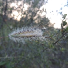 Dichanthium sericeum (Queensland Blue-grass) at Tennent, ACT - 18 Feb 2015 by michaelb
