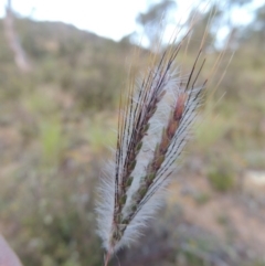 Dichanthium sericeum (Queensland Blue-grass) at Tennent, ACT - 18 Feb 2015 by MichaelBedingfield