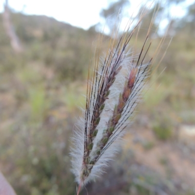 Dichanthium sericeum (Queensland Blue-grass) at Tennent, ACT - 18 Feb 2015 by MichaelBedingfield