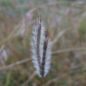 Dichanthium sericeum at Paddys River, ACT - 20 May 2000