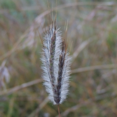 Dichanthium sericeum (Queensland Blue-grass) at Paddys River, ACT - 20 May 2000 by MichaelBedingfield